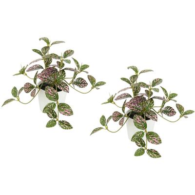 Kunstpflanze I.GE.A. "Künstliche Zimmerpflanze mini Aucuba im Topf Pflanze", grün (grün, rot), B:15cm H:14cm L:12cm, Polyester, Kunstpflanzen, Seidenblumen Hängepflanzen rankende Blattpflanze hängend Grünpflanzen Image