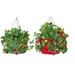 Winston Porter Christiann Handmade Metal Hanging Planter Metal in Red/Green | 8 H x 13.5 W x 13.5 D in | Wayfair 2EDC89ABCAE9413BAF3E351C3612BF92