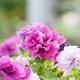 Flowering Plants - Petunia 'Double Mix' - 20 x Plant Pack - Garden Ready + Ready to Plant - Premium Quality Plants