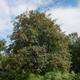 Rowan Tree (Hedging)