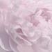 Winston Porter Blynda Peony I by David Pollard - Wrapped Canvas Print Canvas in Pink | 12 H x 12 W x 1.25 D in | Wayfair
