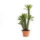 Lou De Castellane - Cactus Euphorbia H57 Vert