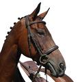 Collegiate Syntovia+ Padded Raised Cavesson Bridle, Brown, Cob