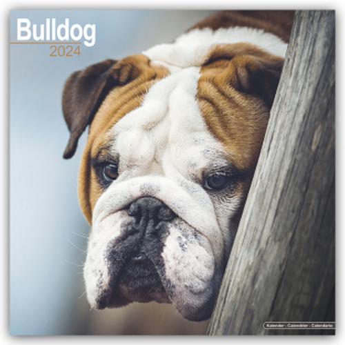 Bulldog - Bulldoggen 2024 - 16-Monatskalender