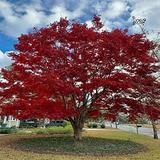 10 Bloodgood Japanese Maple Tree Seeds (Acer Palmatum) Red Ribbon Leaf Japanese Maple Palmate Lobe-