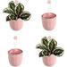 loop hanging wall planter indoor flowerpot hanging planter for indoor and outdoor planting mount on wall or ceiling (rose 4 pack)