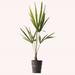 American Plant Exchange Windmill Palm Tree, 4-Inch Pots, Cold-Hardy Outdoor Landscape Plants, Zones 7-11 in Black | 10 H x 4 D in | Wayfair