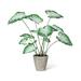 Park Hill Caladium, Potted, Green White Plastic | 32 H x 8.25 W x 8.25 D in | Wayfair EBQ26112