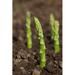 Ebern Designs Green Asparagus Spears Emerging Through The Soil, Shalow Dof On Canvas by Lvenks Photograph Canvas in Brown/Green | Wayfair