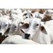 Gracie Oaks Vereda Cattle in Farm by Aumsama - Wrapped Canvas Photograph Canvas in White | 20 H x 30 W x 1.25 D in | Wayfair