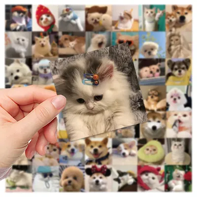 10/30/52PCS Nette Hund Katze MEME Aufkleber PVC Waterpoof Aufkleber DIY Laptop Telefon Gepäck Image