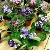Four African Violet Plants-World s Blooming House Plant by