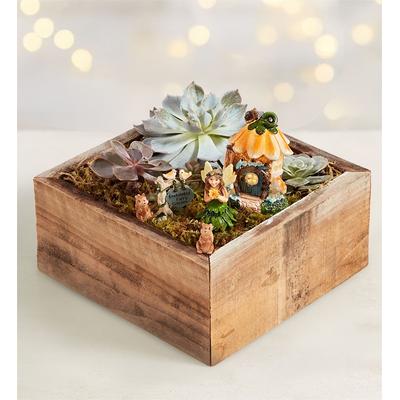 1-800-Flowers Plant Delivery Enchanted Fairy Succulent Garden