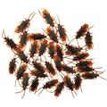 100 Pieces Fake Roaches Lifelike Roaches Realistic Novelty Decorations Halloween Props Funny Trick Joke Toys for Christmas Festivals Holiday
