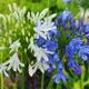 Thompson & Morgan 12 x Agapanthus Blue & White Collection Bare Roots