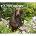 For the Love of Dachshunds | 2024 14x24 (Hanging) Wall Calendar | BrownTrout