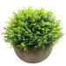 Svenee Mini Fake Cypress Cedar Plants for Bathroom Home Office Desk Decor Small Artificial Faux Gre