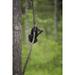 Tennessee Black bear cub playing on tree limb by Don Grall (18 x 24)