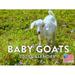 Baby Goat Animal Calendar 2024 Wall Calendar