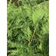 15x leylandii green hedging evergreen conifer plants 9cm pots 40cm trees