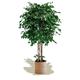 Maia Shop Artificial Fig Tree, 190 cm Tall for Home and Office Decoration, Large Hyper-realistic Decorative Artificial Plant with Natural Trunk