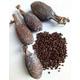 Alligator Pepper Seeds - Guinea-Pfeffer - Efom Wisa 50g
