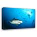 Dovecove Arie Beqa Shark Labs - Wrapped Canvas Print Metal | 26 H x 32 W x 1.5 D in | Wayfair 61C945C9D8DD409E9679BE03A61E8E89