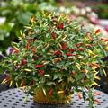 Rare Organic Vegetable Chili Pepper Decorative Seeds "Little Miracle