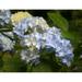 Blue Hydrangea Flower Shrub Plant Hydrangea Bloom - Laminated Poster Print - 20 Inch by 30 Inch with Bright Colors and Vivid Imagery