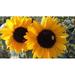 Summer Flora Plants Sunflower Petals Park Spring - Laminated Poster Print - 20 Inch by 30 Inch with Bright Colors and Vivid Imagery