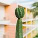Wade Logan® Birkle Palm Springs Cactus II Framed On Canvas by Bethany Young Photography Print Canvas, in Green/Pink/Yellow | 2 D in | Wayfair