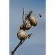 Sky Snails Branch Shell - Laminated Poster Print - 12 Inch by 18 Inch with Bright Colors and Vivid Imagery