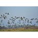 Geese Sky Migratory Birds Birds Fly Flock Of Birds - Laminated Poster Print - 20 Inch by 30 Inch with Bright Colors and Vivid Imagery