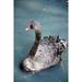 Feathered Bird Long Neck Swimming - Laminated Poster Print - 20 Inch by 30 Inch with Bright Colors and Vivid Imagery