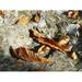 Brown Leaves Fall Leaves Autumn Fall Foliage - Laminated Poster Print - 20 Inch by 30 Inch with Bright Colors and Vivid Imagery