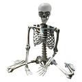 WOXINDA Halloween Skeleton Prop Deco Halloween Skeleton Life Size Full Body Posable Joints Skeletons Human Full Size Hand Life Body Anatomy Model Halloween Decorations Outdoor