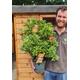 Pieris 'Mountain Fire' Quality Large 4.5 Litre Pot Garden Plant Established Shrub