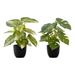 Primrue Mccann 12.5" Faux Plant in Polypropylene (Pp) Pot | 12.5 H x 12 W x 12 D in | Wayfair D7E4403A98D14FEFBE546C84899744FA