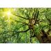 IDEA4WALL Spring Sun Shining Through the Treetop of an Beech Tree Wall Mural Vinyl in Green | 66 W in | Wayfair 7426935221885