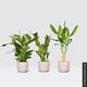 3 Small Indoor Plants & Pots, Zz Plant, Peace Lily & Corn Plant, Houseplant Bundle With Cream Ceramic Plant Pots