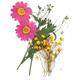 Pressed flowers, pink marguerite daisy, yellow baby's breath gypsophila, balloon vine foliage for floral art, craft