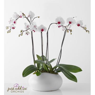 1-800-Flowers Flower Delivery Simply Elegant Orchid Garden