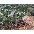 The Holiday Aisle® Northwick Bird Rain Gauge Garden Stake Metal | 23.5 H x 7 W x 2.5 D in | Wayfair CE3C70F8349A468D84466CEB4E270DD8