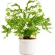 Gardeners Dream Pteris Albolineata - Cretan Brake Fern, Indoor Plant In 12Cm Pot, Low Maintenance Plant With Bright Green Leaves (25-35Cm)