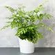 Gardeners Dream Pteris Evergemiensis - Stunning Indoor Fern Houseplant For Home Office, Easy To Care For Plant (25-35Cm Height Including Pot)