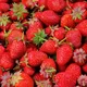 Gardeners Dream Strawberry Elsanta Bare Root - Grow Your Own Bareroot, Fresh Fruit Plants, Ideal For Uk Gardens (5 Pack)