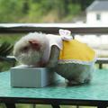 Small Animal Pig Warm Vest Clothes Small Animals Xxs Hamster Pig Clothes for Small Animals Pet Tshirt Sweatershirt for Ferret Dragon Squirr Pet Clothes for Small Dogs Female