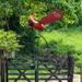 KingFurt Moving Wings Red Cardinal Sculpture Metal Garden Stake Balancing Bird Outdoor Yard Decor 32x25cm Iron