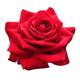 Rose Plants - Hybrid Tea - 'Ruby Wedding' - 1 x Bare Rooted Plant - Garden Ready + Ready to Plant - Premium Quality Plants