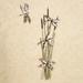 Skimming the Bulrush Dragonfly Metal Wall Sculpture Set Multi Earth Set of 2